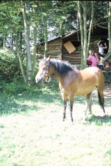Année 1981-1982